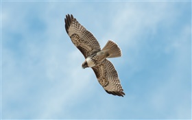 A bird flight, wings, blue sky HD wallpaper