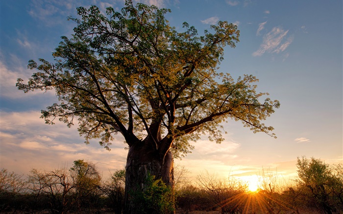 Africa, Zimbabwe, savanna, baobab, sunset, sun rays Wallpapers Pictures Photos Images
