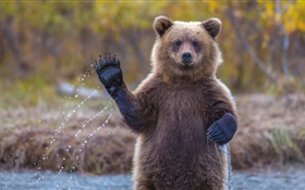 Alaska grizzly bear HD wallpaper