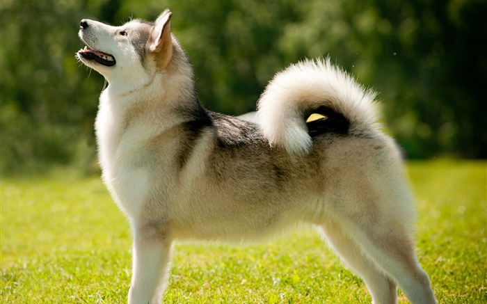 Alaskan malamute dog close-up Wallpapers Pictures Photos Images