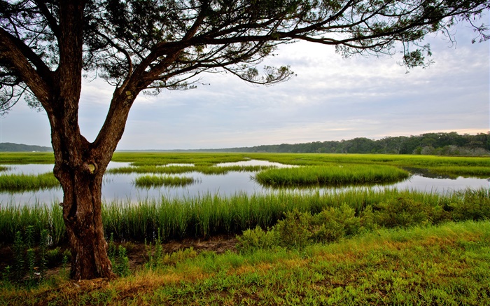 Amelia Island, Florida, USA, tree, swamp Wallpapers Pictures Photos Images