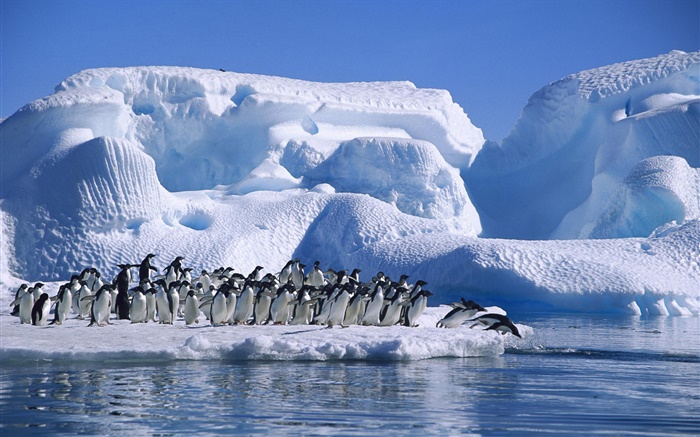 Antarctica Adelie penguins, snow, ice Wallpapers Pictures Photos Images