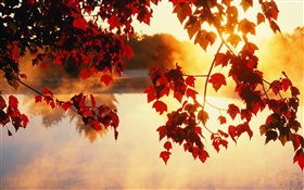 Autumn leaves, sun rays, beautiful nature scenery