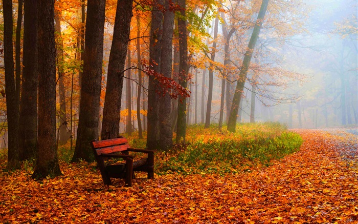 Autumn, trees, leaves, park, road, bench Wallpapers Pictures Photos Images