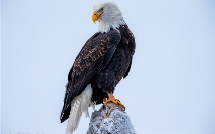 Bald eagle Wallpapers Pictures Photos Images