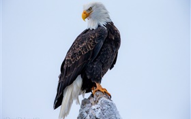 Bald eagle HD wallpaper