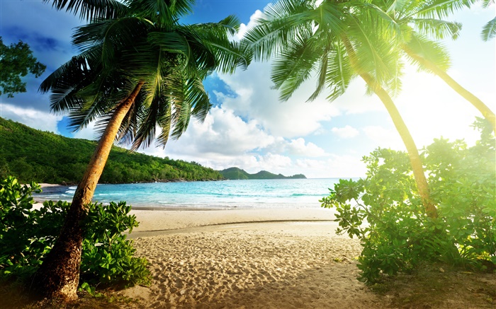 Beach landscape, sea, palm trees, sky, clouds, sun Wallpapers Pictures Photos Images