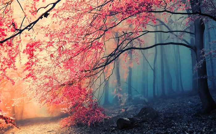 Beautiful autumn scenery, trees, red leaves Wallpapers Pictures Photos Images