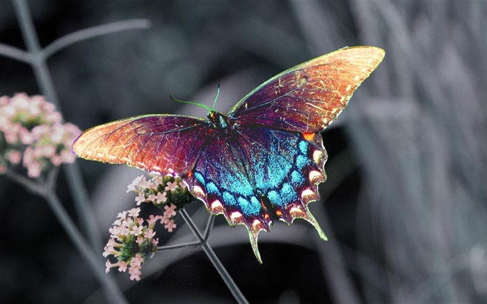 Beautiful butterfly, colorful wings Wallpapers Pictures Photos Images