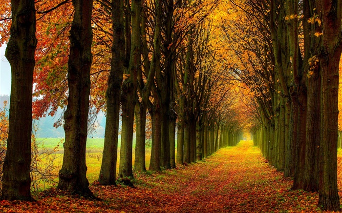 Beautiful nature, forest, trees, path, autumn Wallpapers Pictures Photos Images