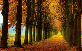 Beautiful nature, forest, trees, path, autumn HD wallpaper