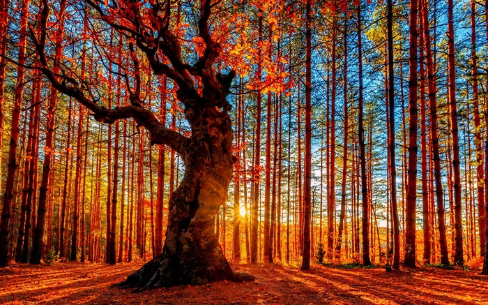 Beautiful sunset forest, trees, red leaves, autumn Wallpapers Pictures Photos Images