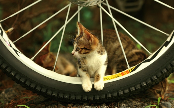 Bicycle wheel, cute kitten Wallpapers Pictures Photos Images