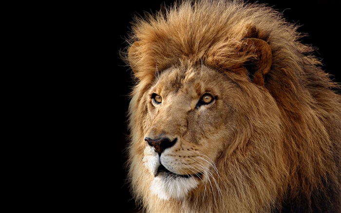 Big cat, lion Wallpapers Pictures Photos Images