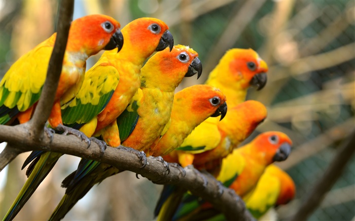 Birds close-up, yellow parrots Wallpapers Pictures Photos Images