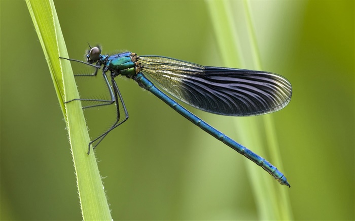 Blue dragonfly Wallpapers Pictures Photos Images