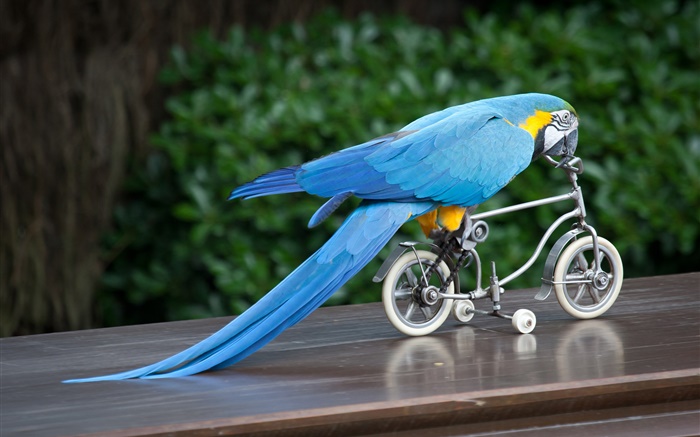 Blue feather parrot riding bike Wallpapers Pictures Photos Images