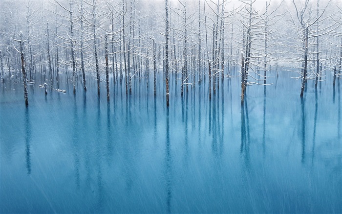 Blue pond, trees Wallpapers Pictures Photos Images
