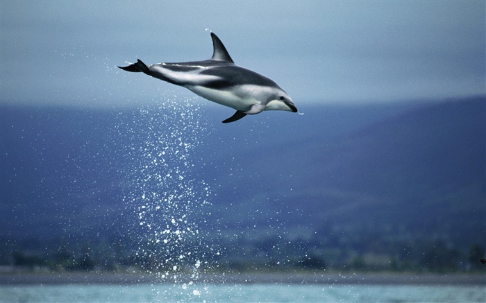 Blue sea, dolphin flying Wallpapers Pictures Photos Images