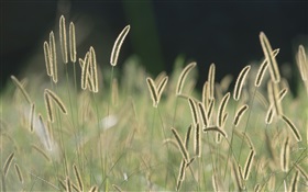 Bristle grass, bokeh HD wallpaper