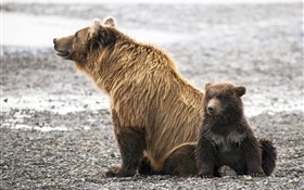 Brown bears family