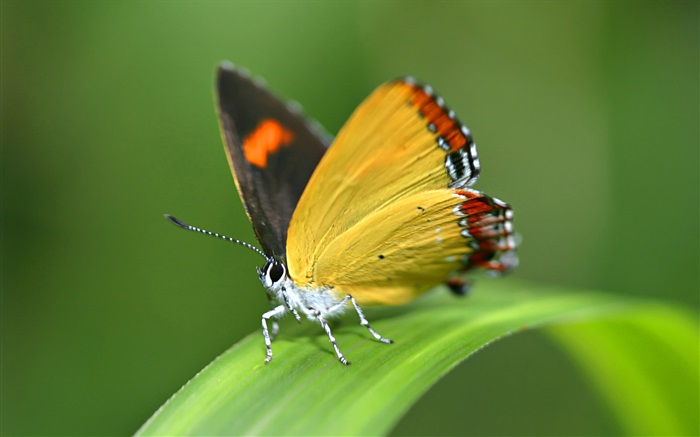 Butterfly, grass Wallpapers Pictures Photos Images