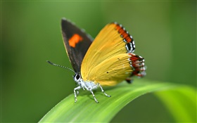 Butterfly, grass HD wallpaper