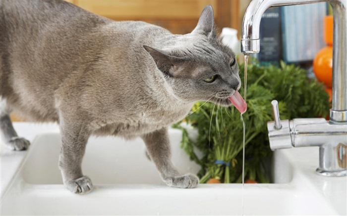 Cat drink water Wallpapers Pictures Photos Images