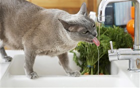 Cat drink water HD wallpaper