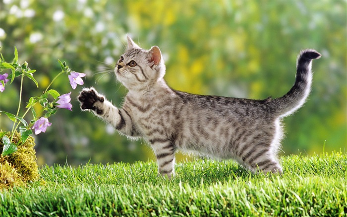 Cat touch flower Wallpapers Pictures Photos Images