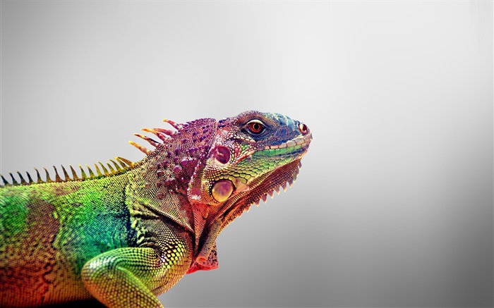 Chameleon close-up, gray background Wallpapers Pictures Photos Images