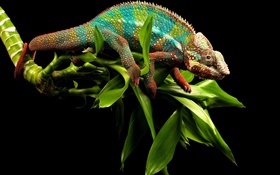 Chameleon dazzling colors HD wallpaper