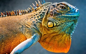 Chameleon head close-up