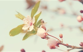 Cherry flowers close-up HD wallpaper