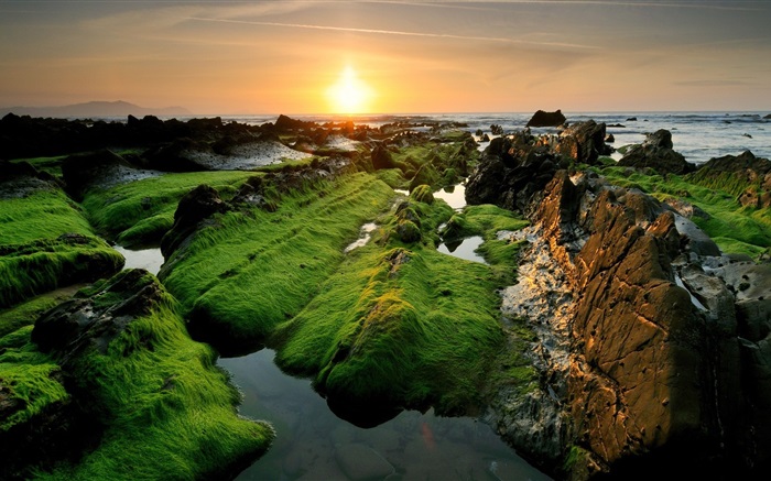 Coast beautiful sunset, moss Wallpapers Pictures Photos Images