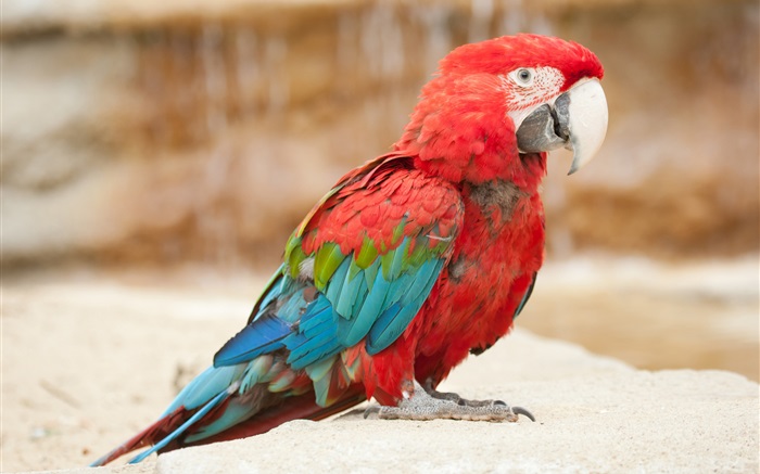 Colorful feather little parrot Wallpapers Pictures Photos Images