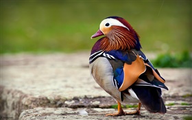 Colorful feathers bird, mandarin duck HD wallpaper