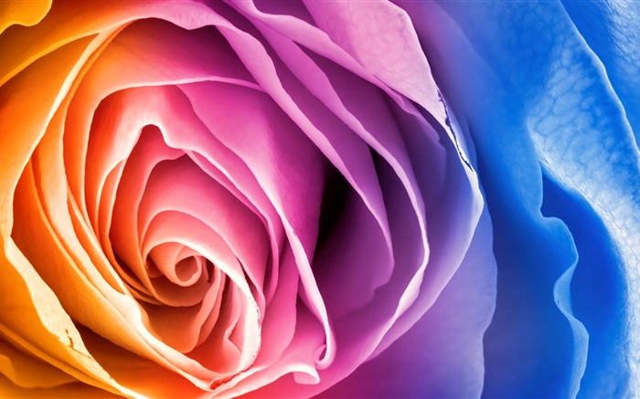 Colorful petals rose flower Wallpapers Pictures Photos Images