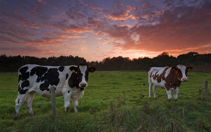 Cows, sunset, grass Wallpapers Pictures Photos Images