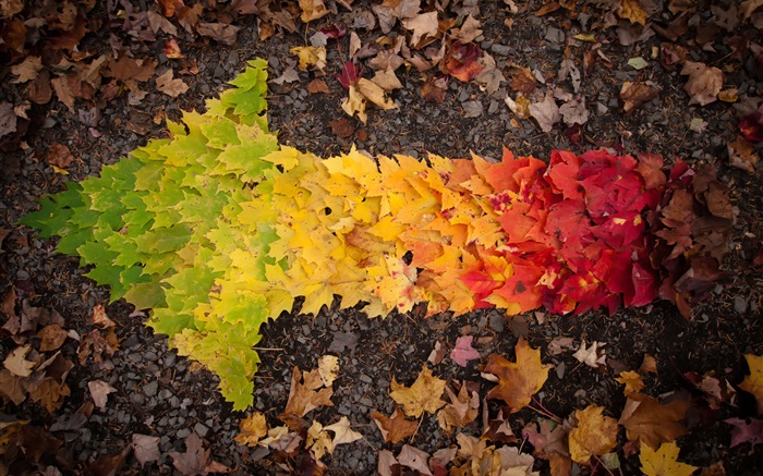 Creative pictures, autumn leaves arrow Wallpapers Pictures Photos Images