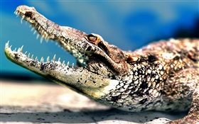 Crocodile big mouth HD wallpaper