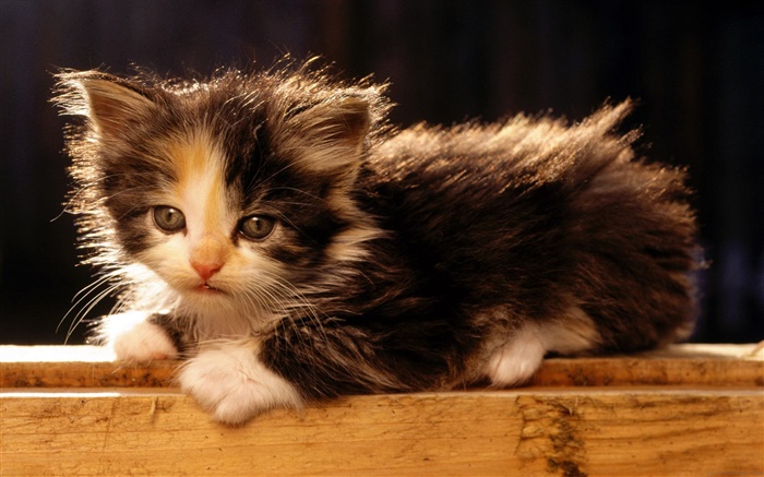 Cute American bobtail kitten Wallpapers Pictures Photos Images