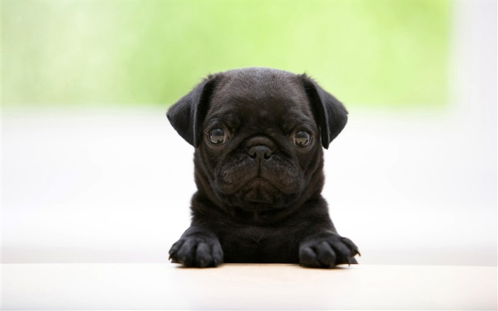 Cute black dog Wallpapers Pictures Photos Images
