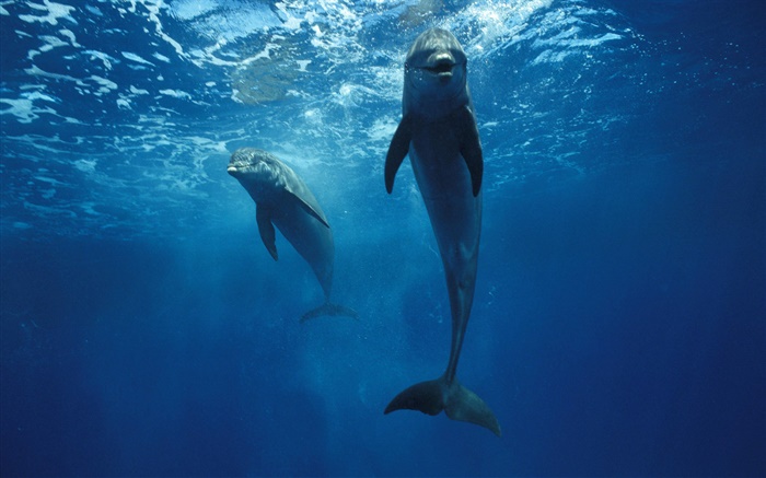 Dolphins at the underwater Wallpapers Pictures Photos Images