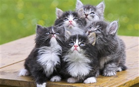 Five kittens HD wallpaper