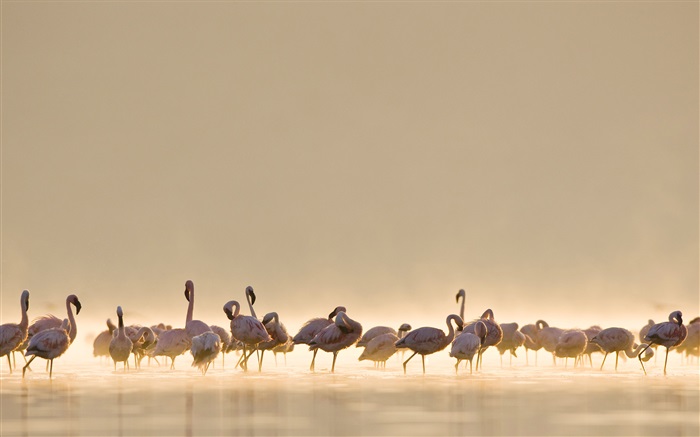 Flamingos, lake Wallpapers Pictures Photos Images