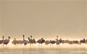 Flamingos, lake HD wallpaper