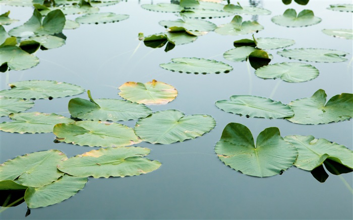 Floating leaves in the water Wallpapers Pictures Photos Images