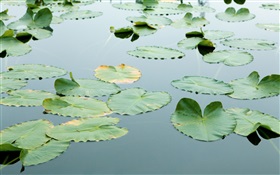 Floating leaves in the water
