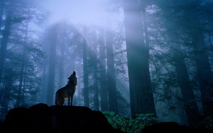 Forest wolf Wallpapers Pictures Photos Images
